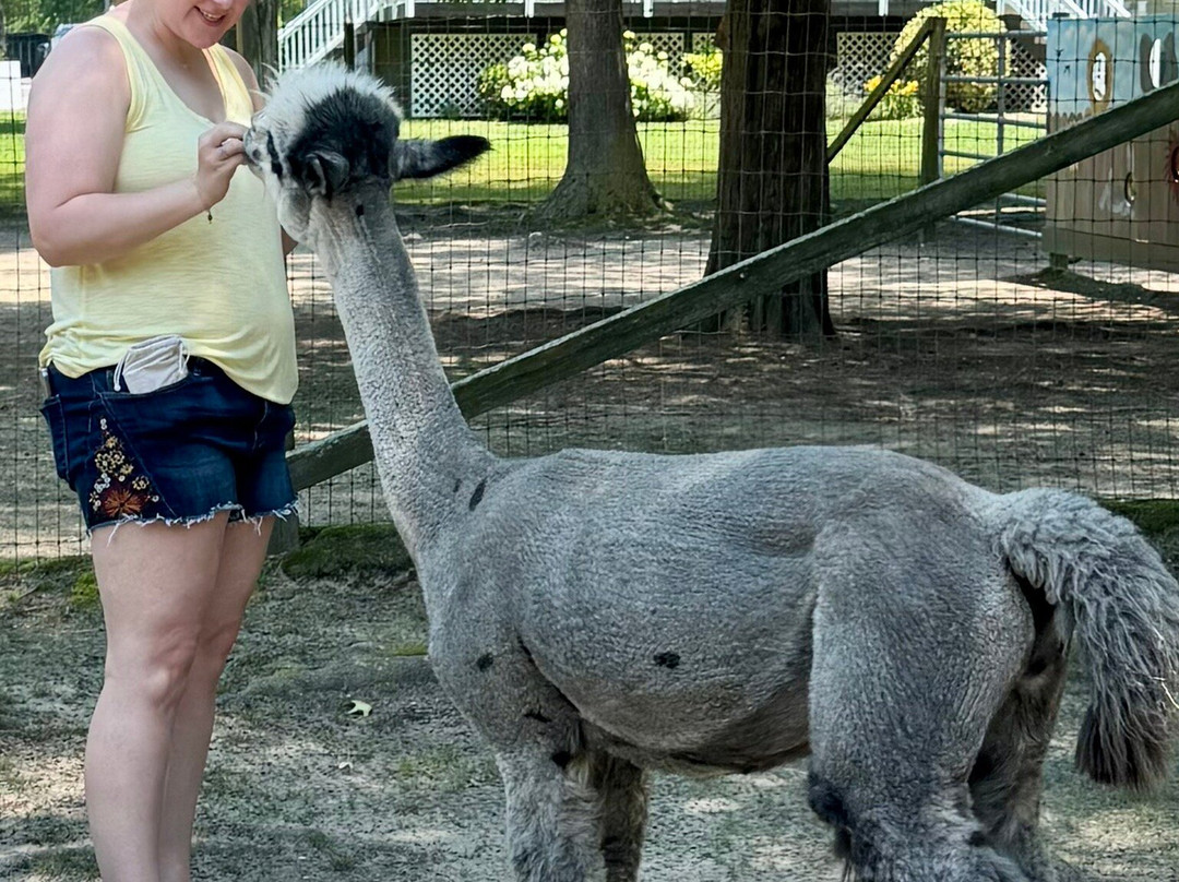 Jersey Shore Alpacas景点图片