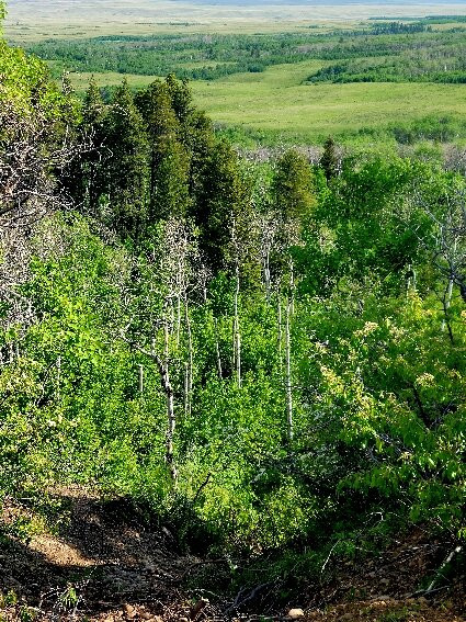 赛普拉斯山省际公园-Maple Creek必去景点