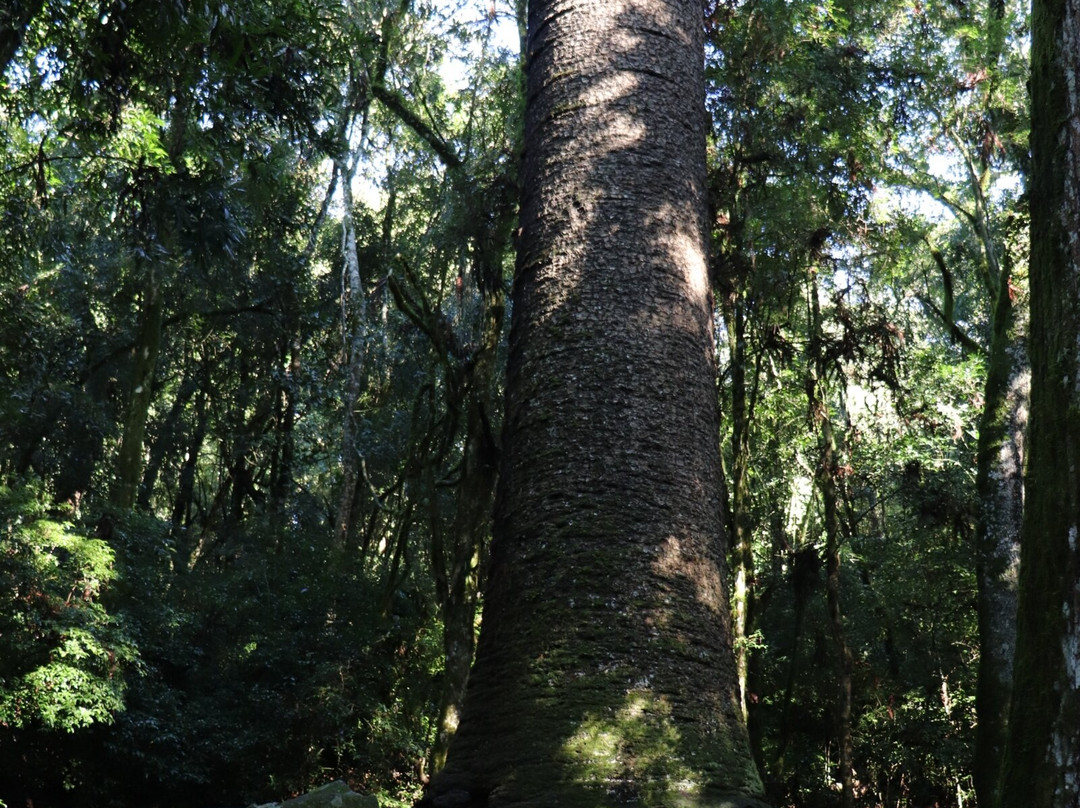 Pinheiro Multissecular-Nova Petropolis必去景点