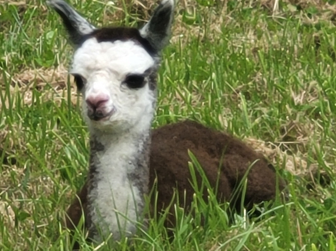 Alpaca Walking - With Spring Farm Alpacas-Fletching必去景点