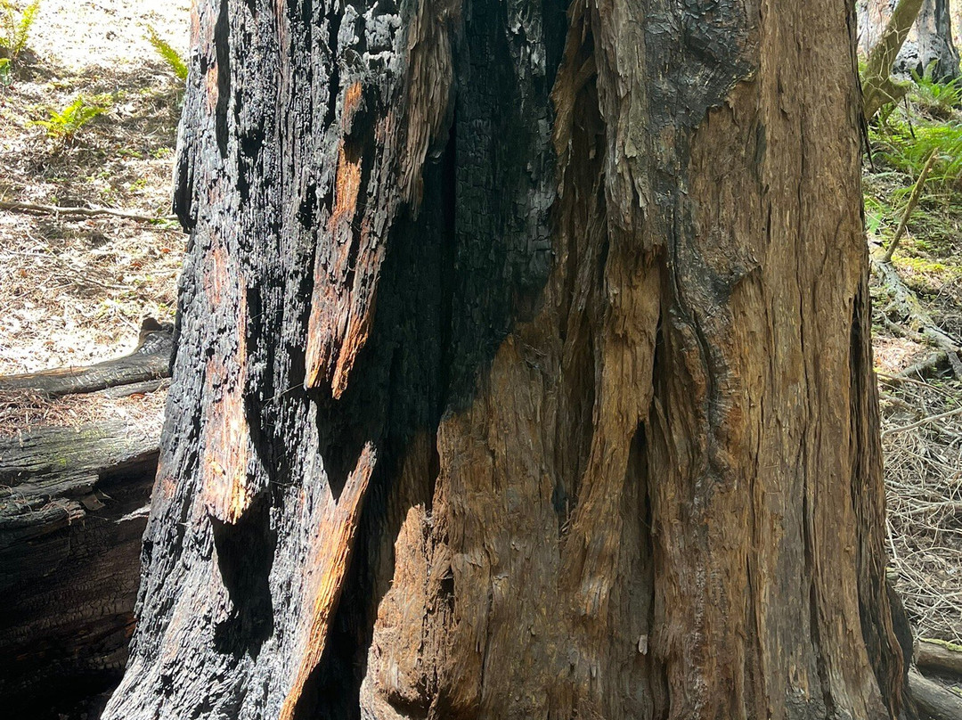 Armstrong Redwood State Reserve景点图片