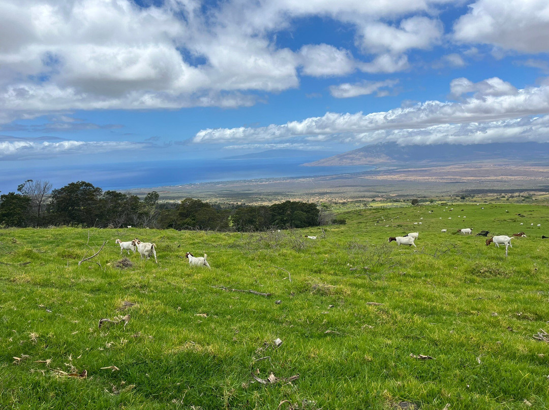 Kula Country Farms-库拉必去景点