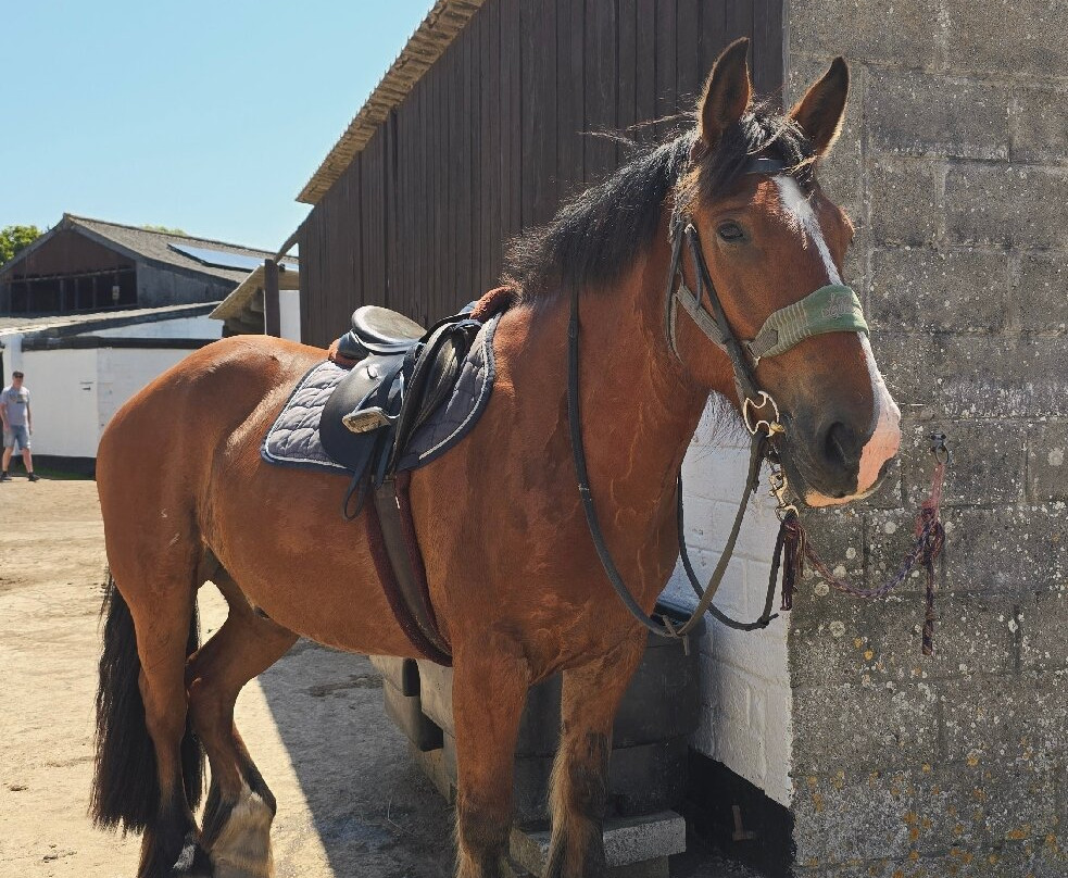 Reen Manor Riding School-佩伦波思必去景点