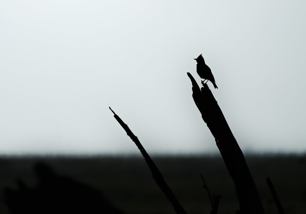 Discovering Donana-El Rocio必去景点