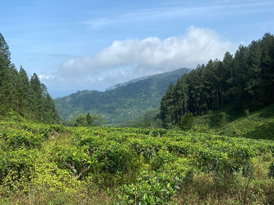Kandy Trekking Tours-康提必去景点