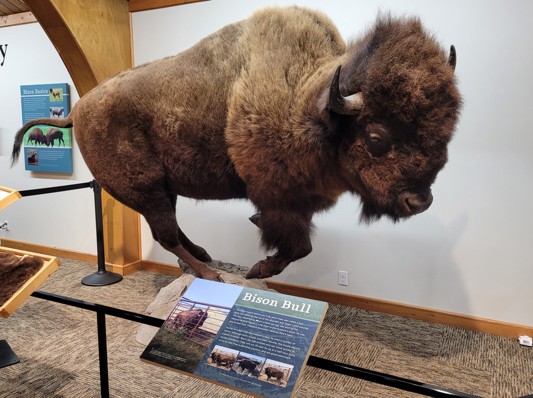 北达科塔旅游景点-North American Bison Discovery Center