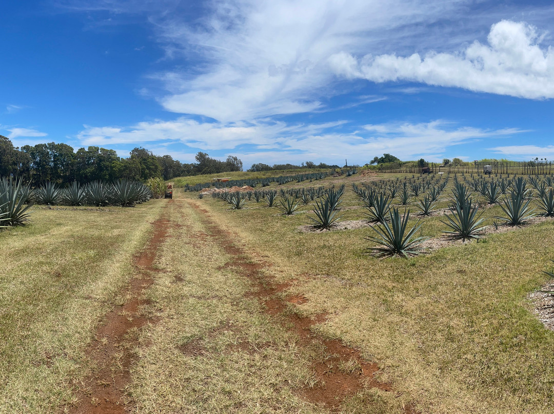 Waikulu Distillery-马卡瓦必去景点