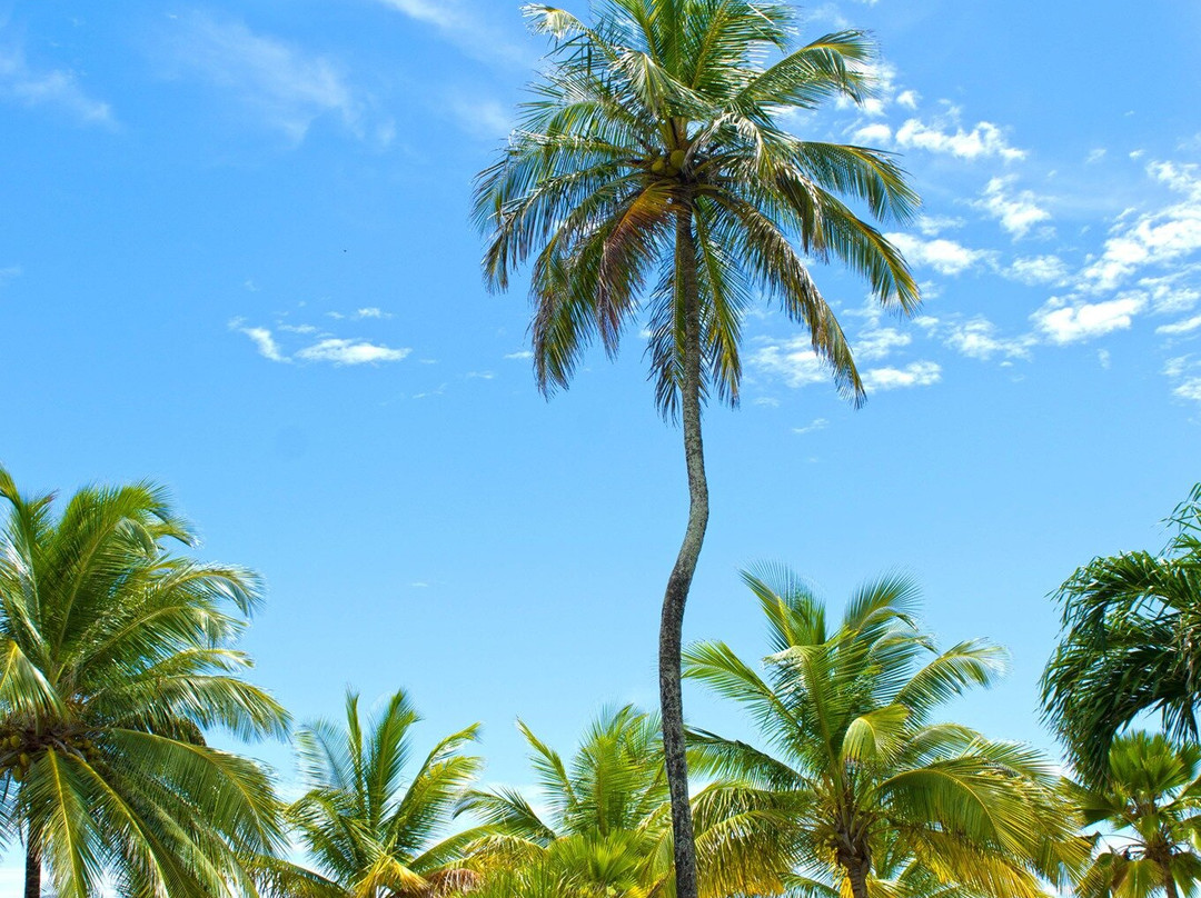 Barbados Beach Club主图