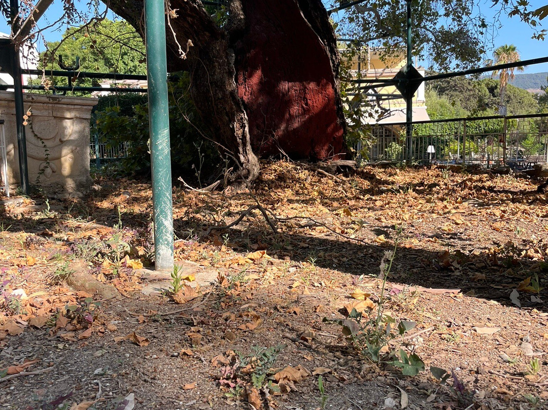Hippocrates Tree-Kos Town必去景点