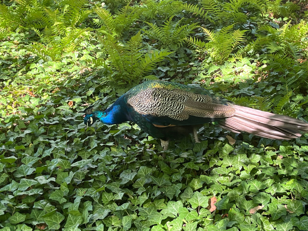 Danish King's Garden-塔林必去景点