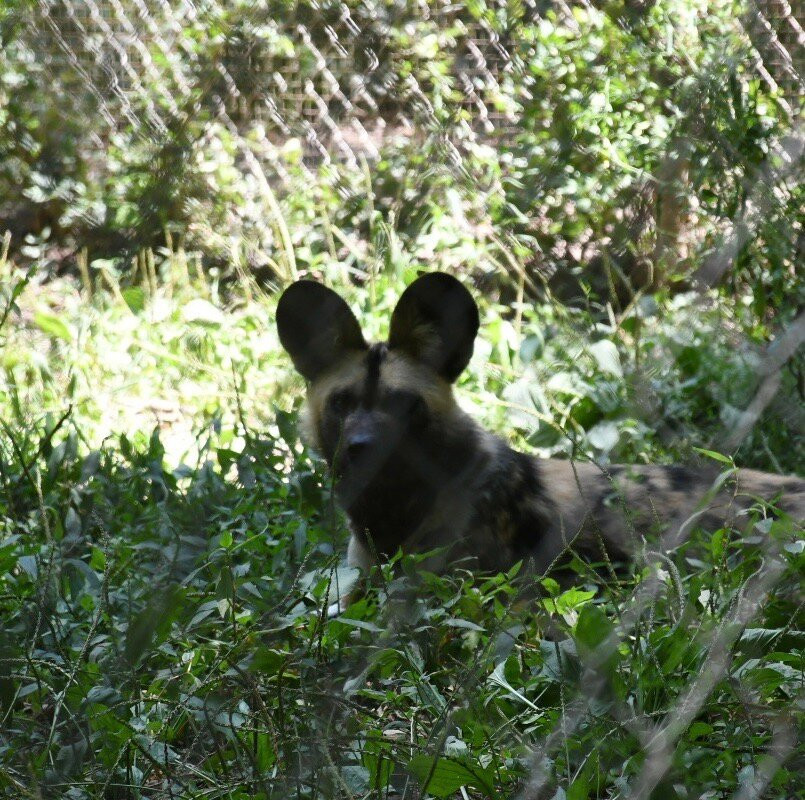 Endangered Wolf Center-Eureka必去景点