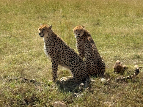 AMA Safaris-内罗毕必去景点