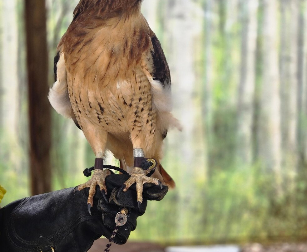 爬虫公园-拉皮德城必去景点