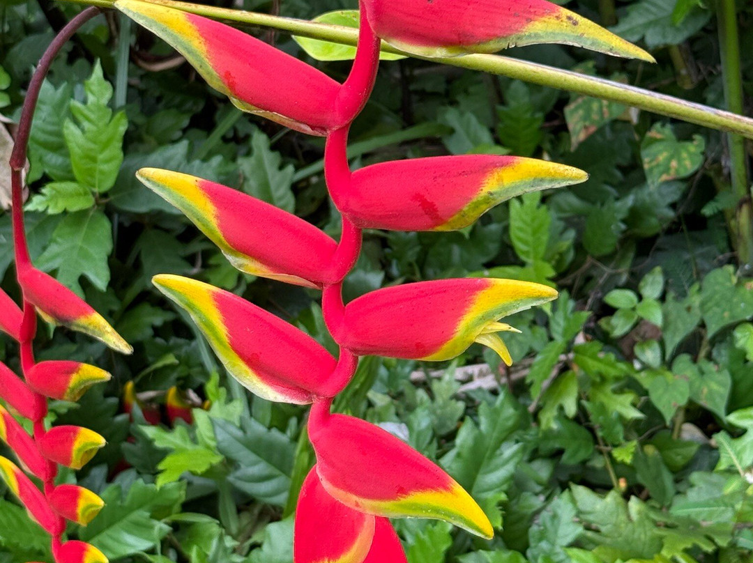 Hamakua Chocolate Farm-帕派科欧必去景点