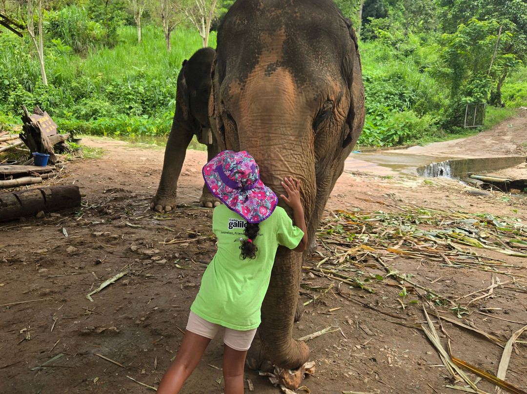 Elephant Peace Project-清莱必去景点