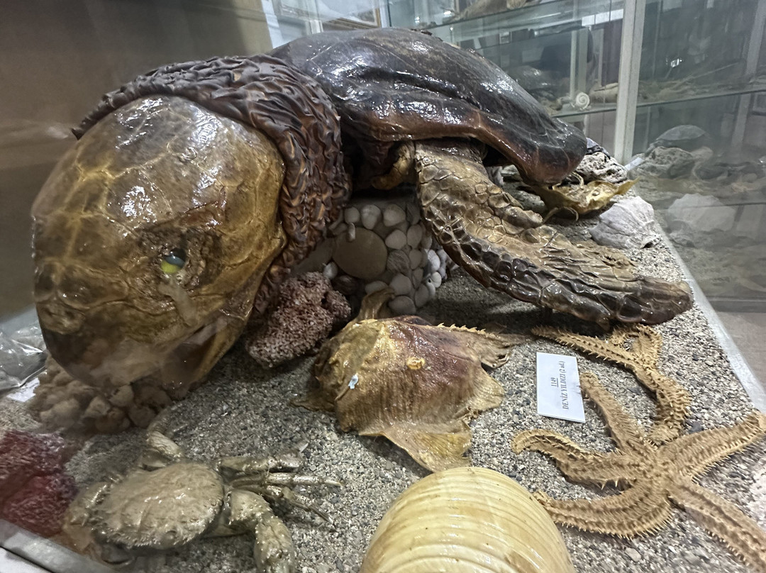 Tahtakuslar Museum-巴勒克西尔必去景点