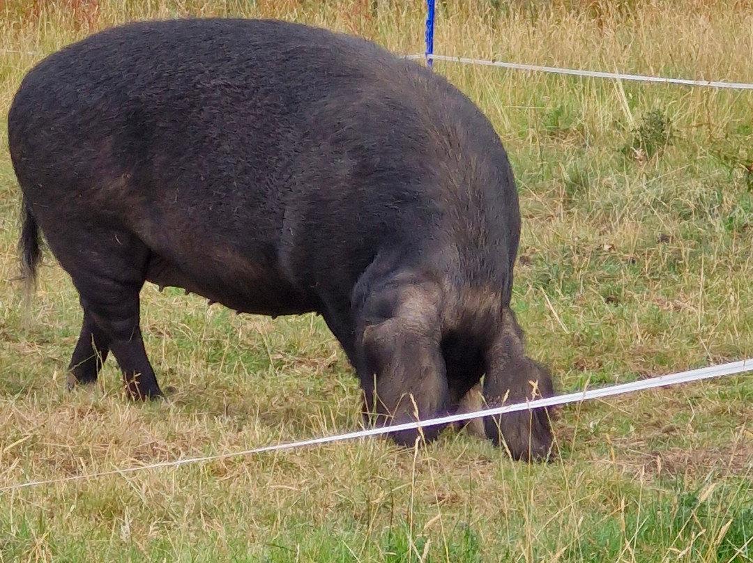 Walcot Hall-Lydbury North必去景点
