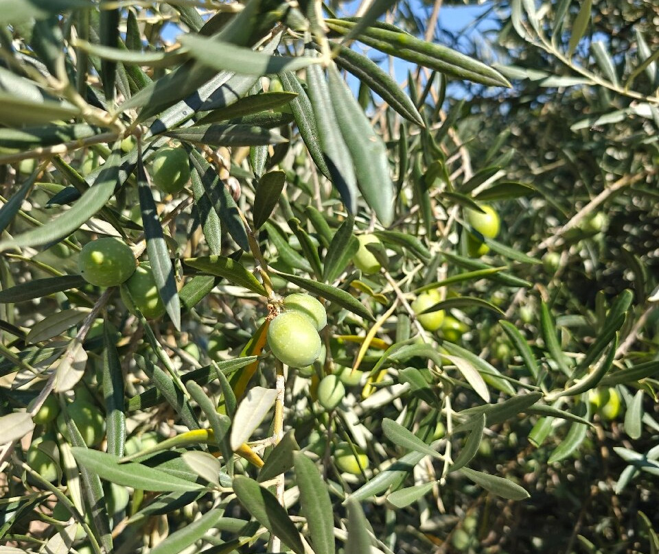 Paisagem do Guadiana Turismo Rural主图