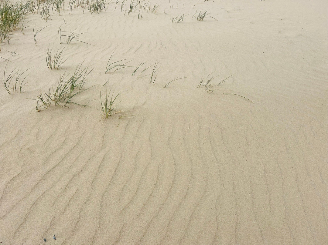 Holkham National Nature Reserve-Holkham必去景点