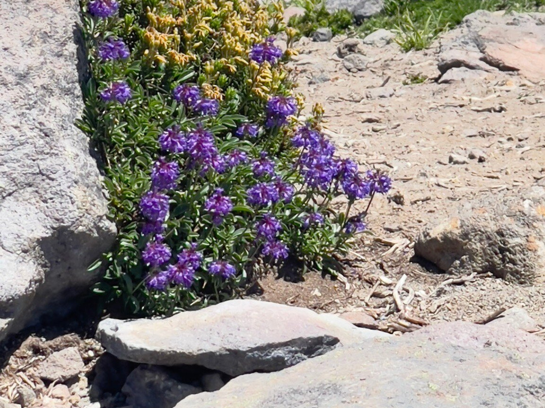 天际线小道-雷尼尔山国家公园必去景点