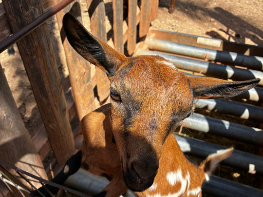 ZooParc du Cannet des Maures-Le Cannet-des-Maures必去景点