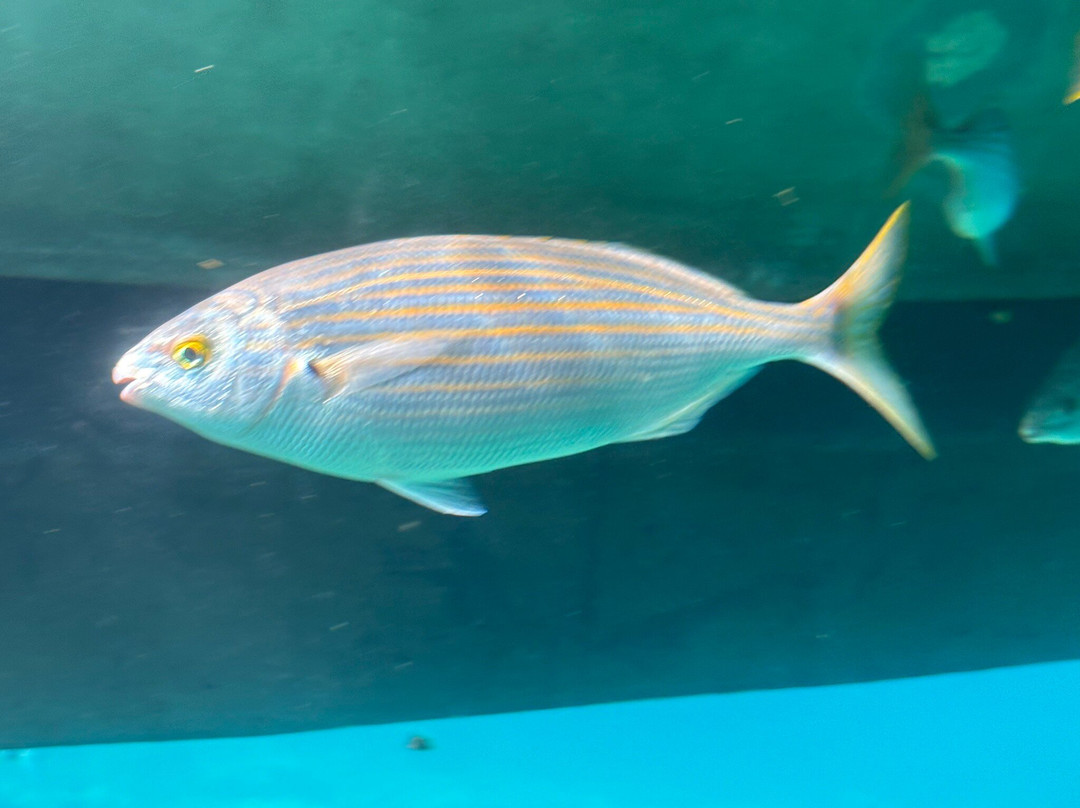 AQUAVISION-Six-Fours-les-Plages必去景点