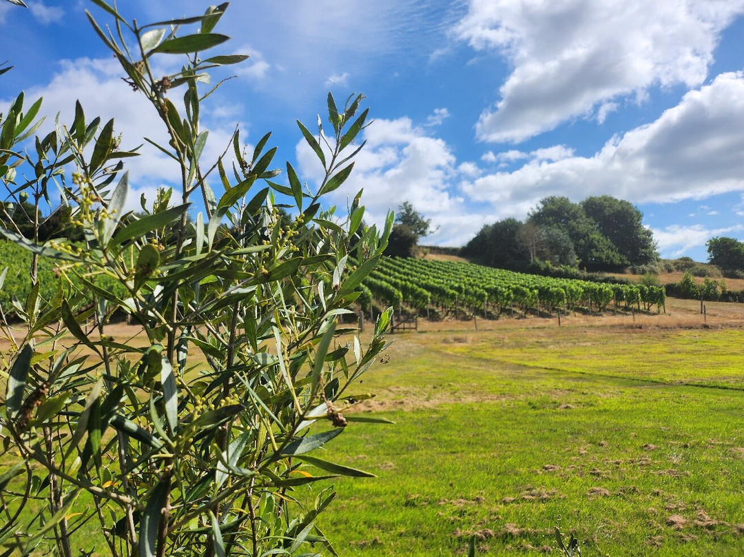 Lily Farm Vineyard-Budleigh Salterton必去景点
