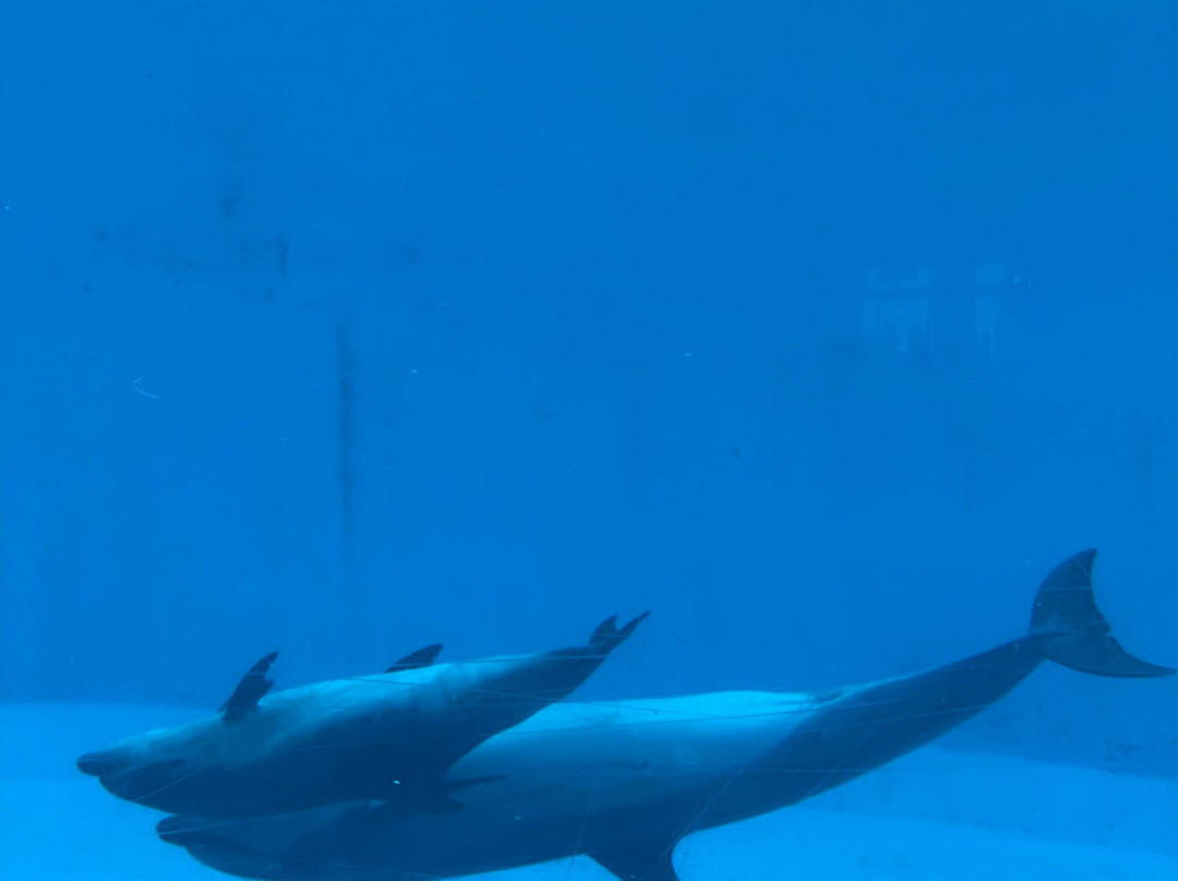 名古屋港水族馆-名古屋市必去景点