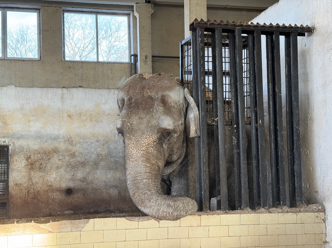 Kaliningrad Zoopark-加里宁格勒必去景点