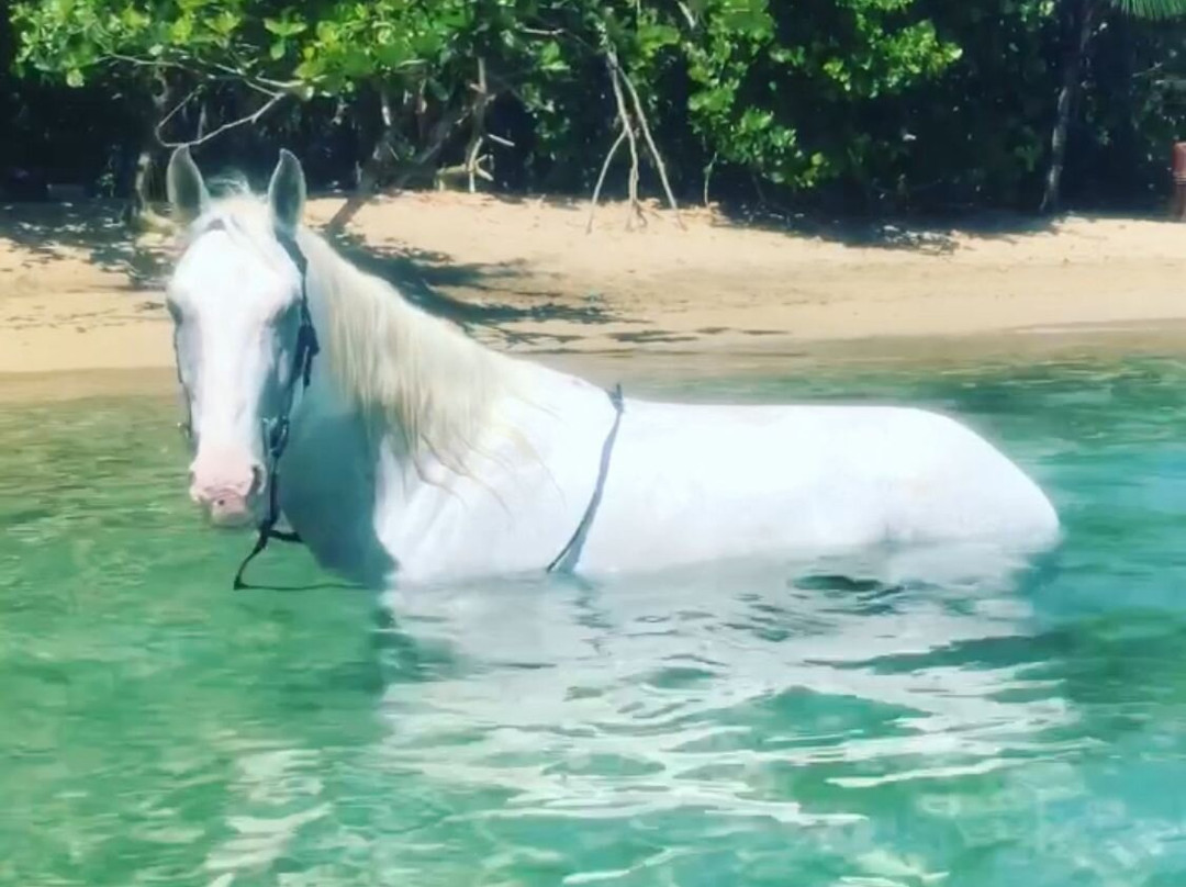 Caribe Horse Riding Club-Cocles必去景点