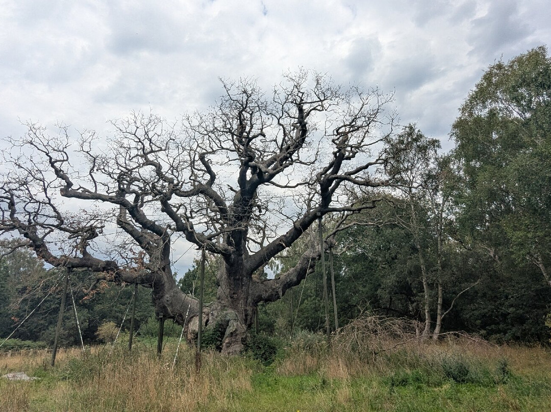 Sherwood Forest Visitor Centre-Edwinstowe必去景点