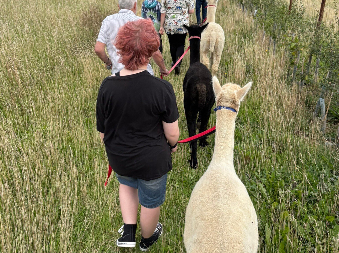 Beacon Alpacas-Husthwaite必去景点