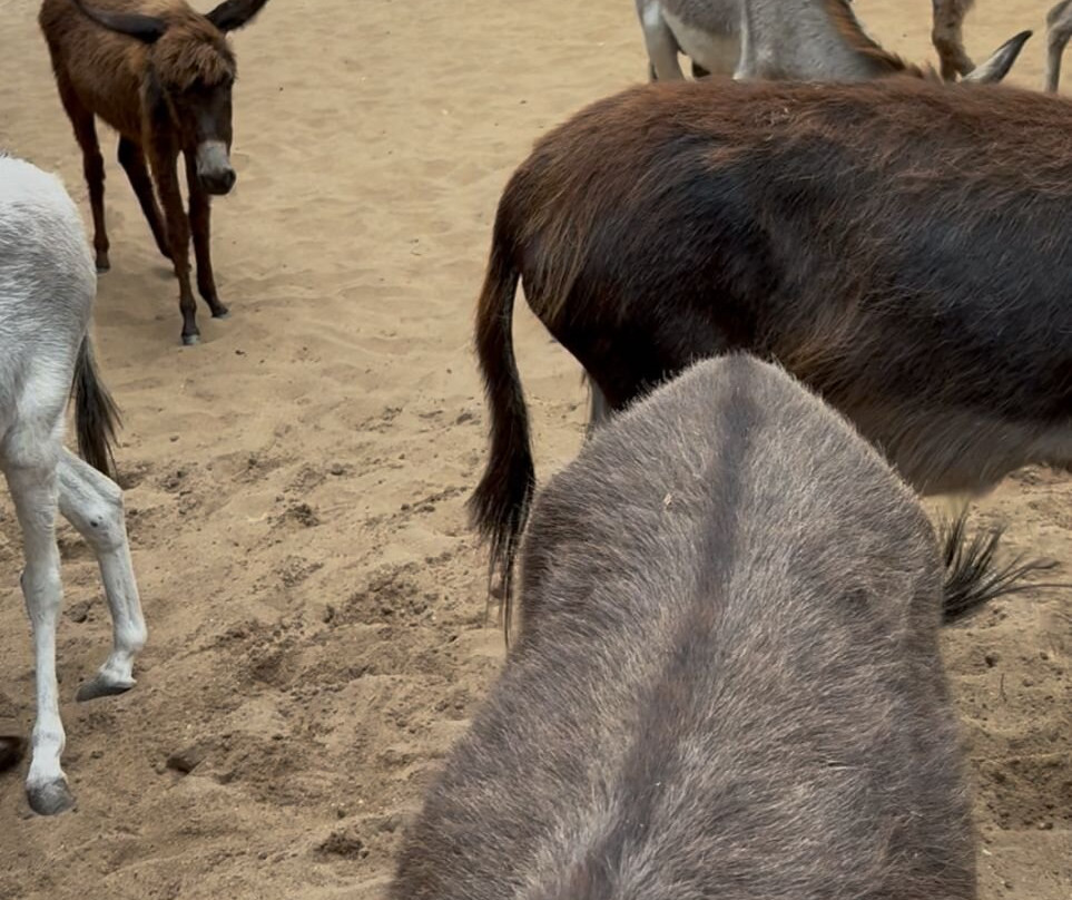 Donkey Clinic and Education Center-马纳尔必去景点