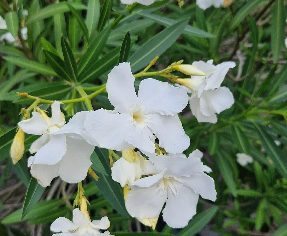 Waldgasthof Wildbad主图