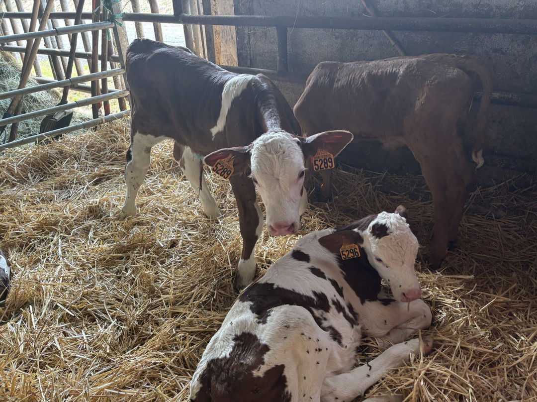 Les Mystères de Farges-Saint-Nectaire必去景点