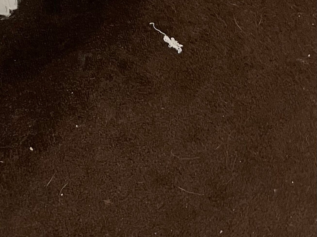 La Quinta Inn & Suites by Wyndham Dickinson主图