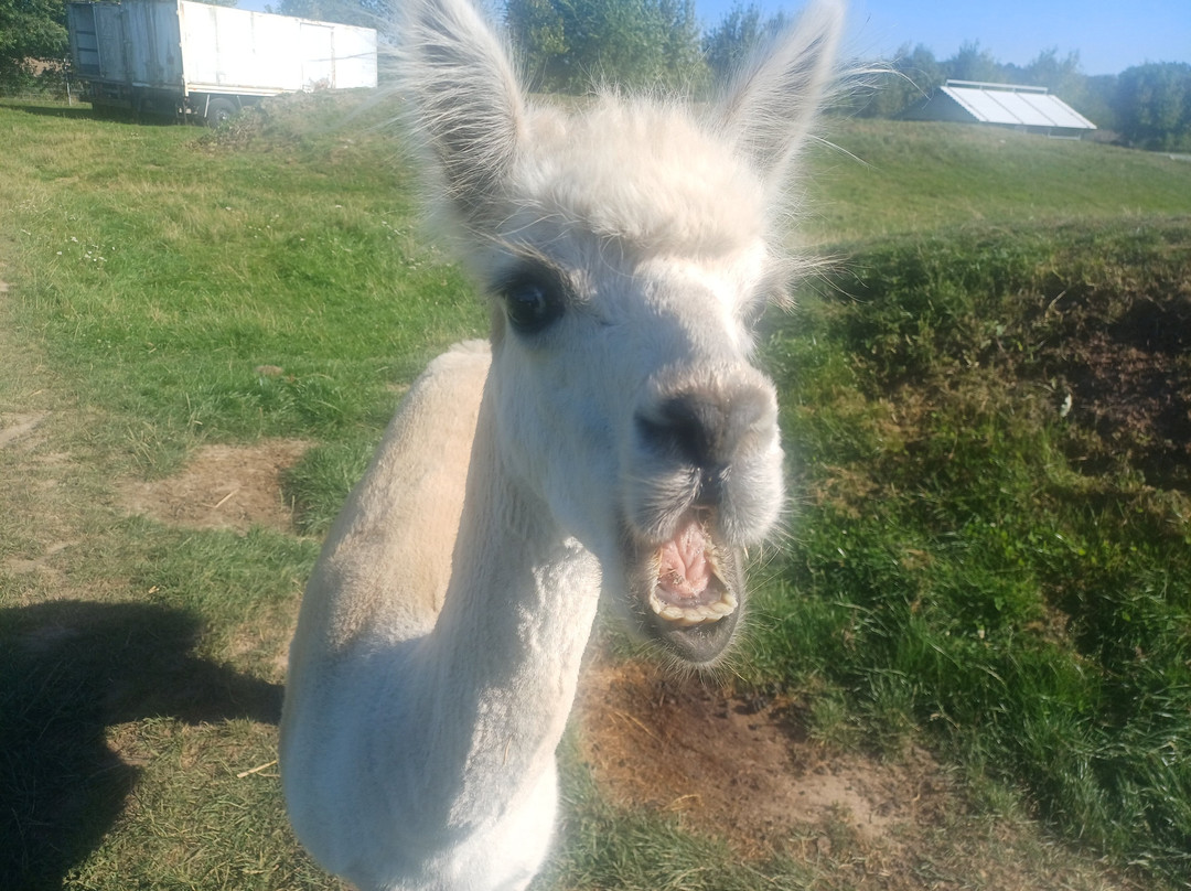 Erlebnis- und Tigerpark Dassow-Dassow必去景点