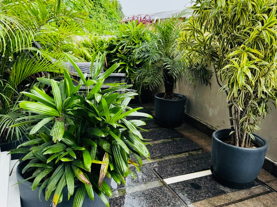 Lotus Grand AKM主图