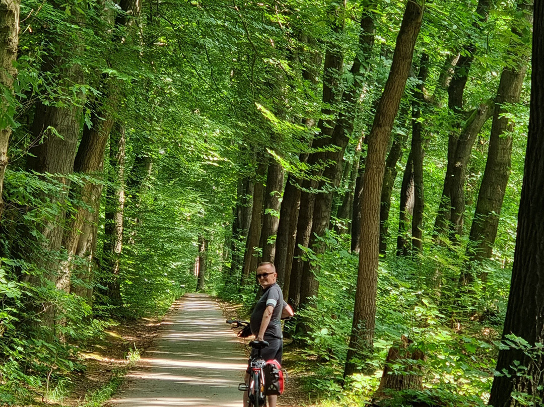 Holland Bike Tours-哈勒姆必去景点
