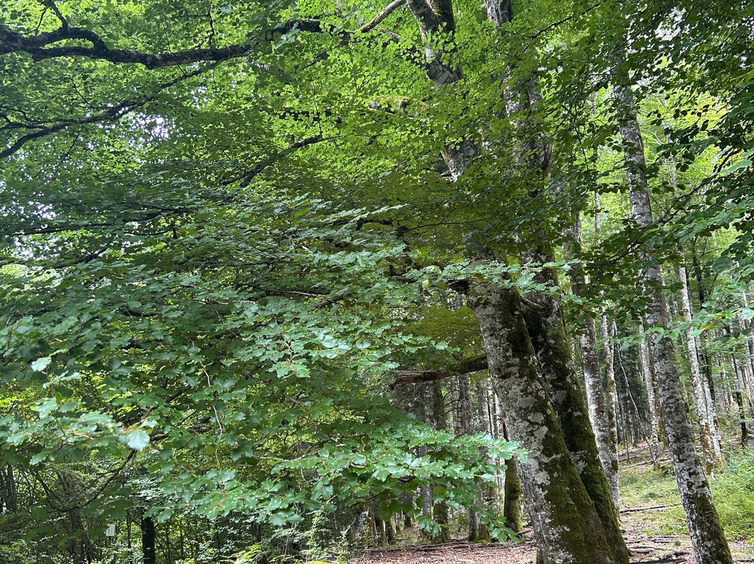 Selva de Irati-纳瓦拉必去景点