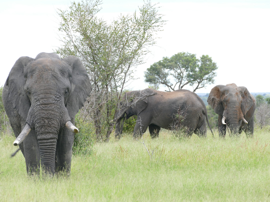 Mkhuze Game Reserve-莫库斯必去景点