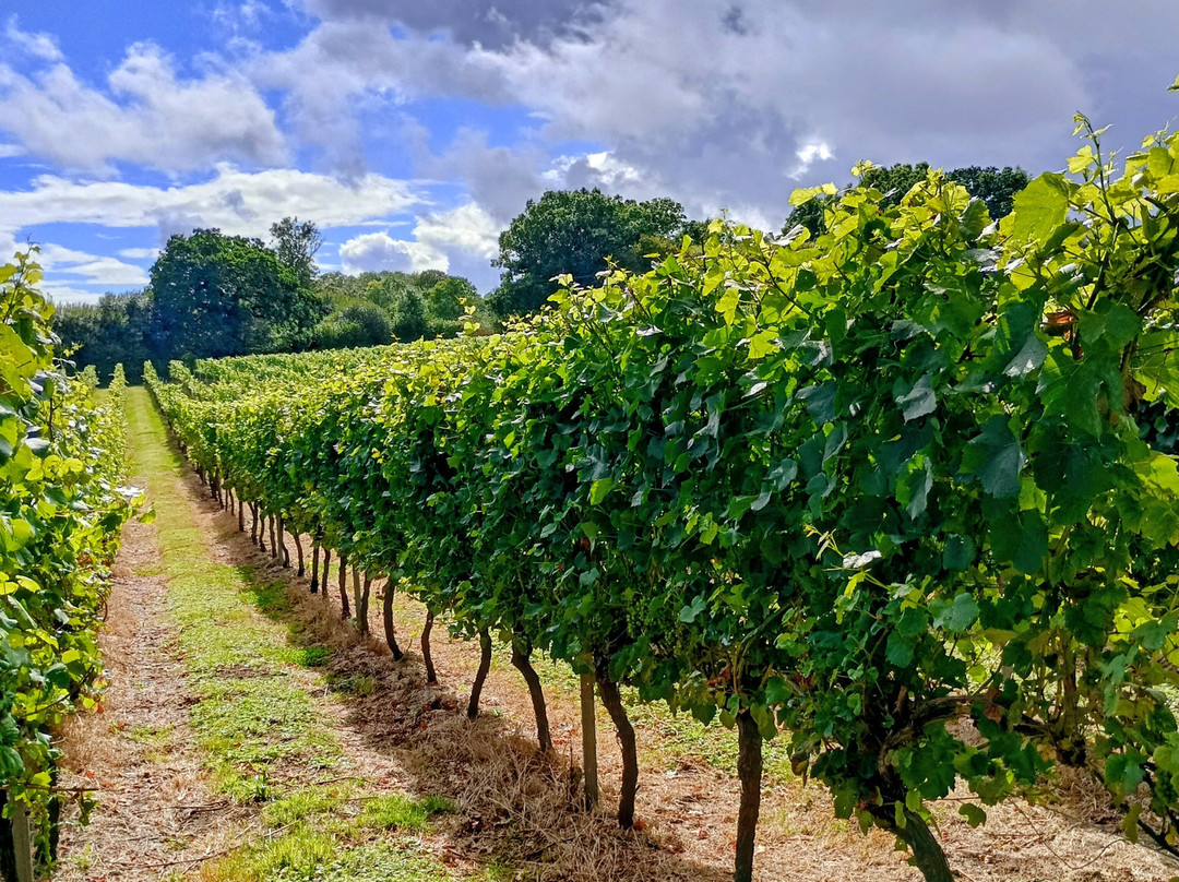 English Oak Vineyard-Lytchett Matravers必去景点