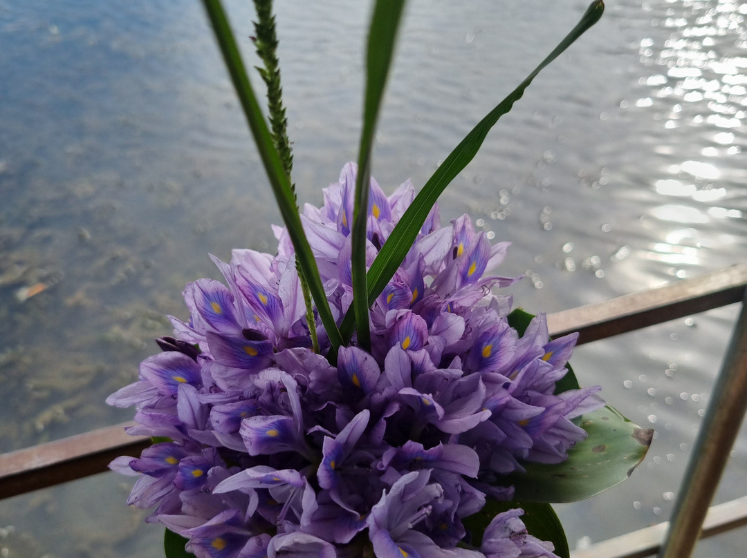 Amarina Holidays-阿努拉德普勒圣城必去景点