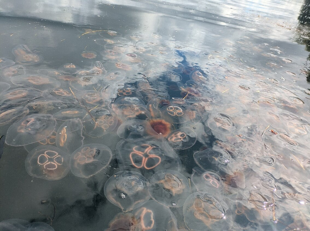 Happy Adventure Tours-Eastport必去景点