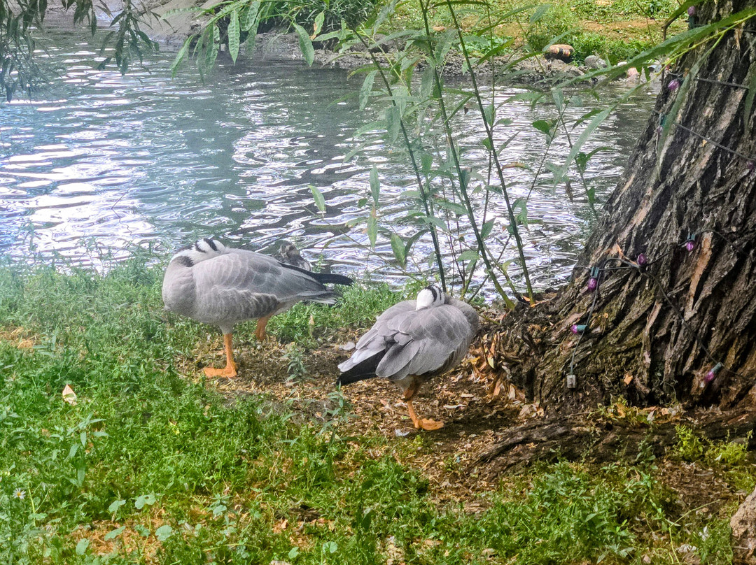 Zootah At Willow Park-洛根必去景点