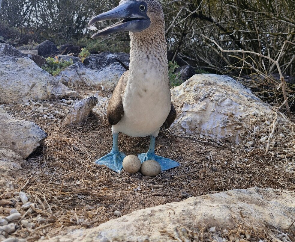 Punta Suarez-Espanola必去景点