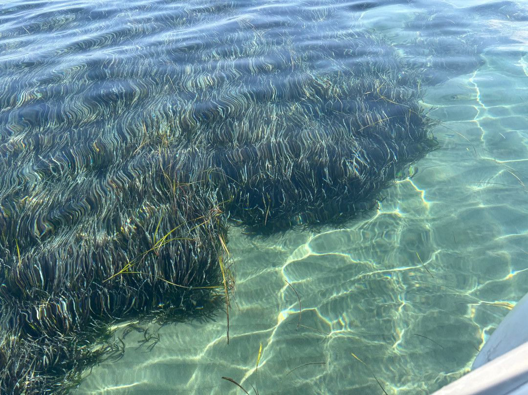 Captain Homer's Boat Trips-Messonghi必去景点