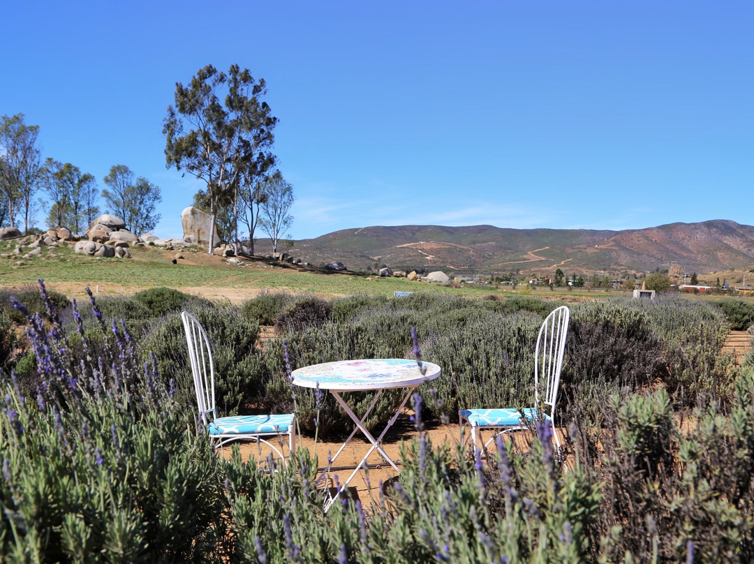 Aires de Lavanda-Valle de Guadalupe必去景点