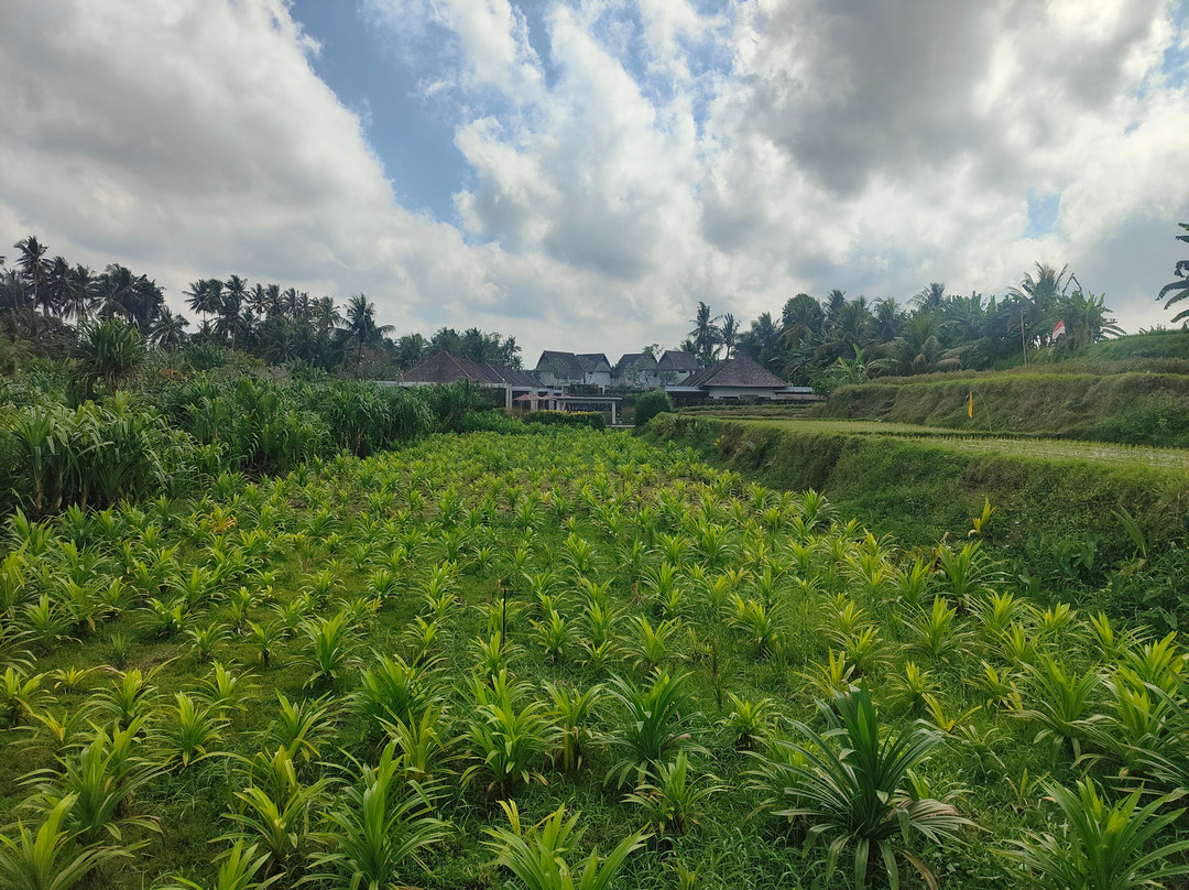 One Fit Wellness - Bali-Mambal必去景点