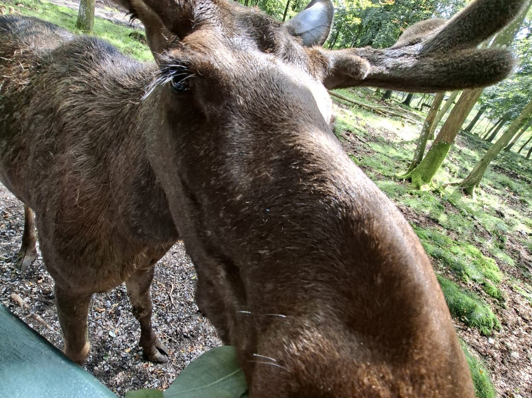 Soderasens Algpark (moosepark)-Kagerod必去景点